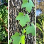 Paso Robles hiking vegetation