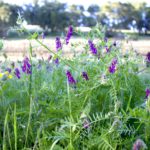 Paso Robles hiking wildflowers